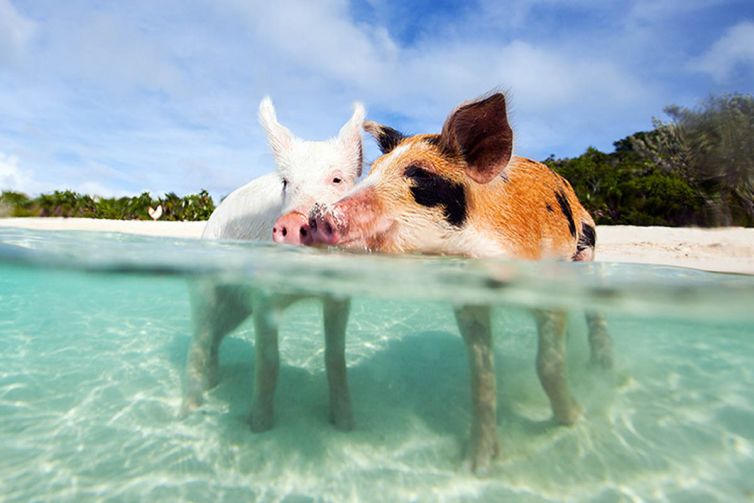 SWIM WITH PIGS
